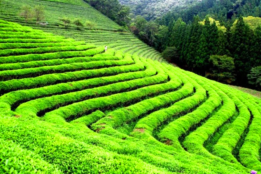 Tea Gardens in Dharamkot