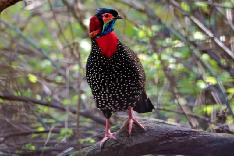 Wildlife Watching at Sarahan Pheasantry