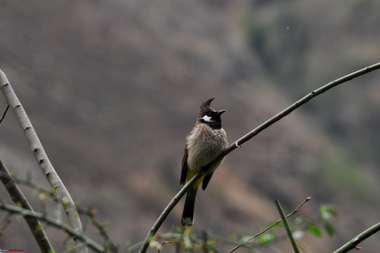 Bird Watching in Tirthan Valley