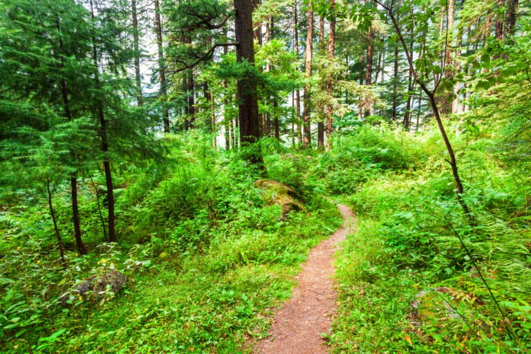 Deodar trees, Manali Nature Park, India